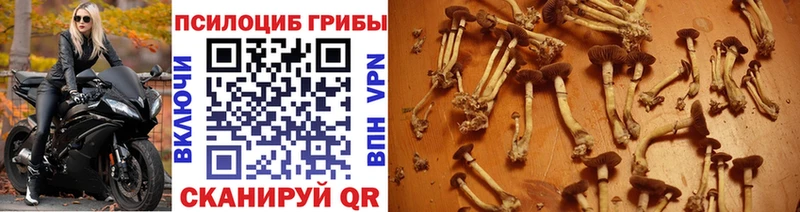 Галлюциногенные грибы Cubensis  omg как войти  дарк нет Telegram  Чусовой 